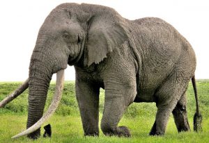 La masa de un Elefante Adulto puede llegar a los 7500 kilos.