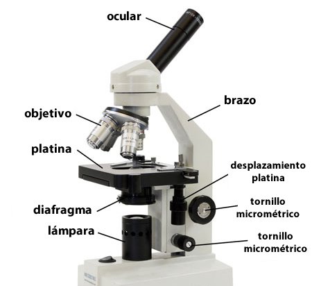 Microscopio – TP – Laboratorio Químico