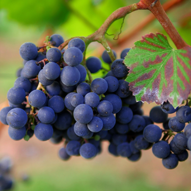 Este elemento es utilizado por los enólogos para la medición de grados brix que contienen las uvas. Estos grados, por su exactitud, son la nueva medida utilizada en la elaboración para saber la cantidad de gramos de azúcar que contiene la uva. Los gramos deben ser convertidos mediante una tabla de equivalencias que es suministrada y supervisada. Por ejemplo, si la lectura del refractómetro nos indica 22 grados Brix, nos indica una cantidad equivalente a 218 gr. de azúcar según la tabla de azúcares reductores.