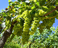 Desarrollan papel bioactivo que prolonga la vida útil de las frutas: Funcionó en manzanas y uvas