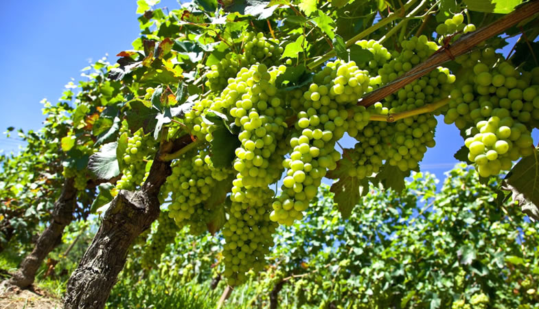 Desarrollan papel bioactivo que prolonga la vida útil de las frutas: Funcionó en manzanas y uvas